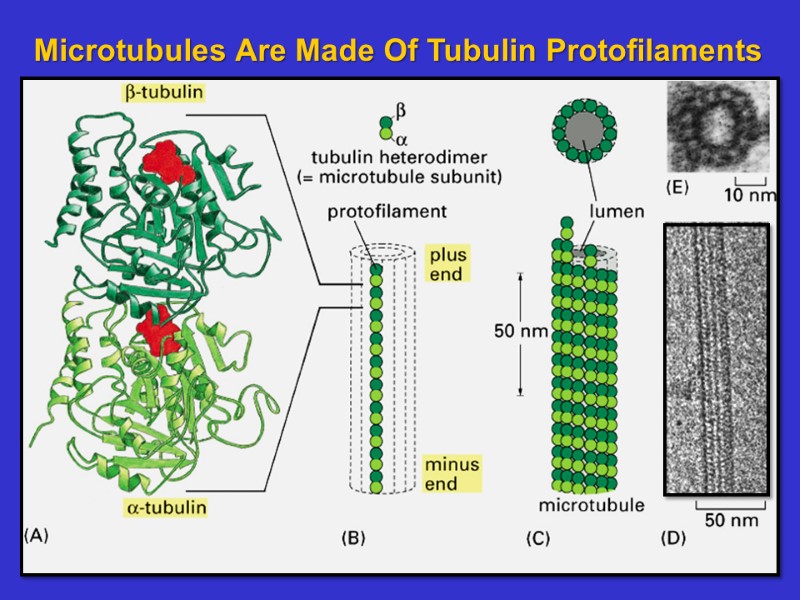 Microtubules Are Made Of Tubulin Protofilaments